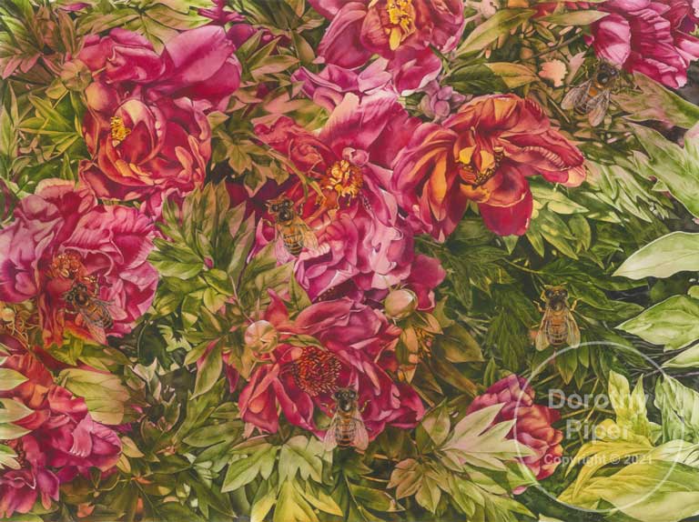 Paeonies and Honeybees