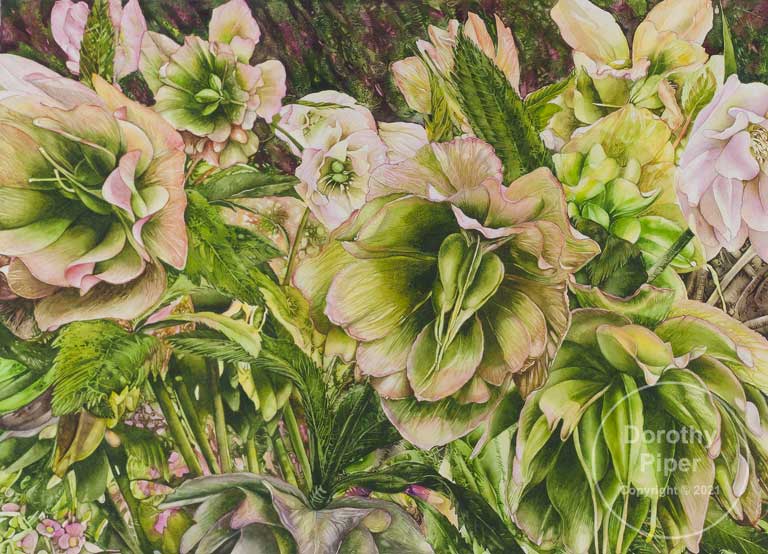 The Many Faces of Hellebores